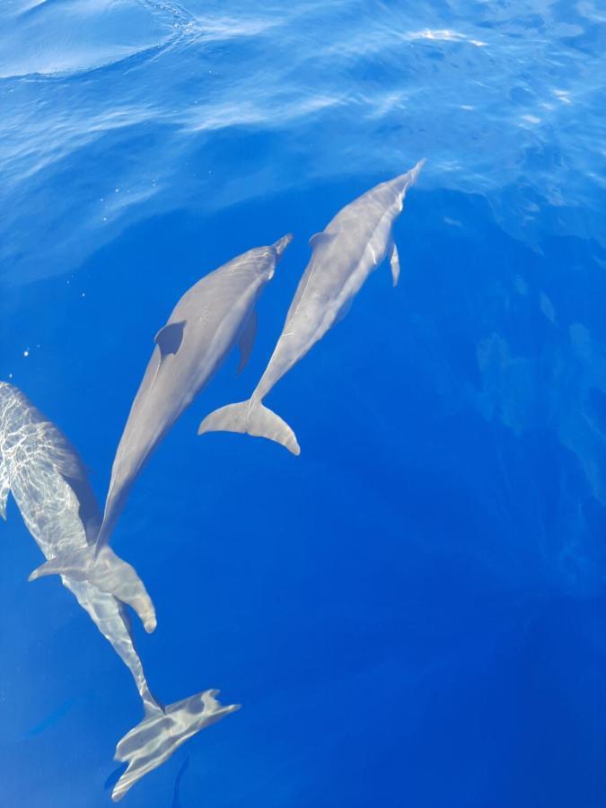 Blue Shark Divers Bunaken Exteriér fotografie