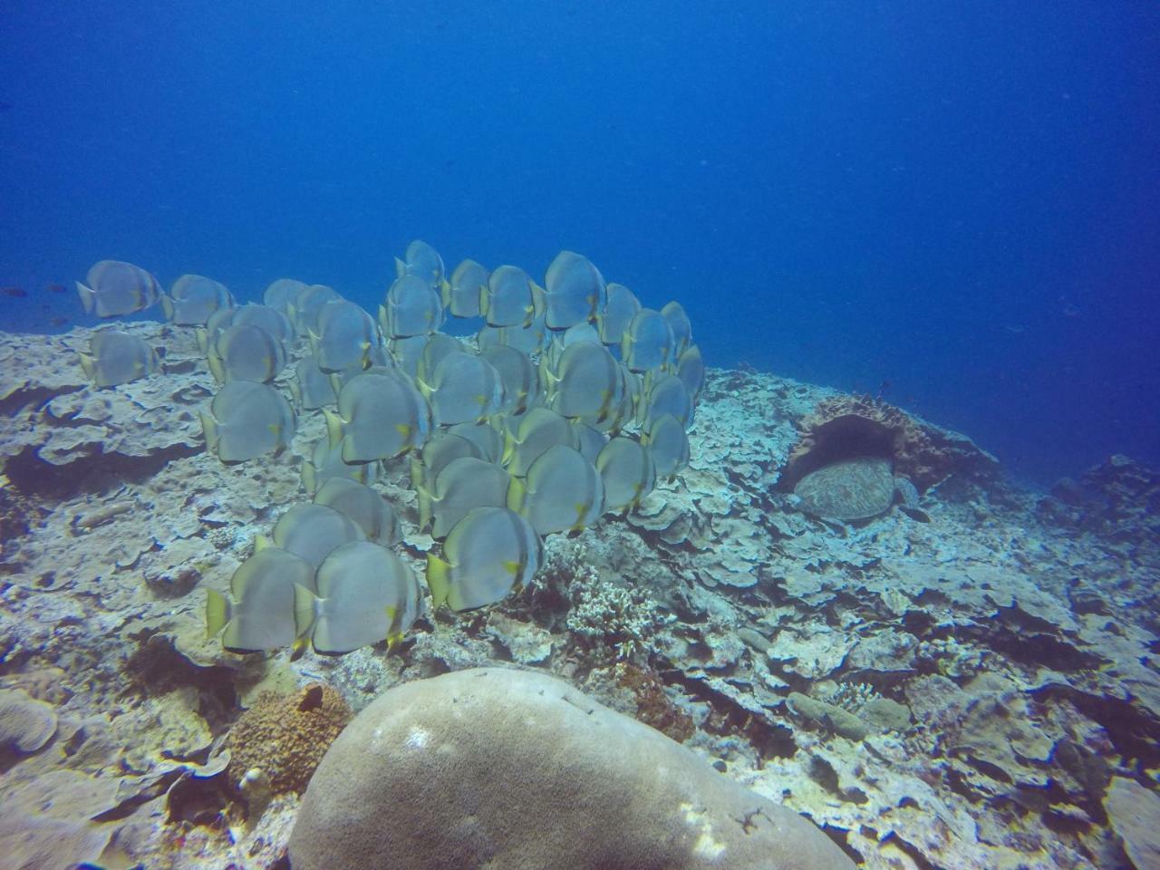 Blue Shark Divers Bunaken Exteriér fotografie